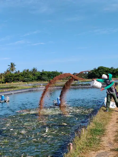 workers feeding fishes in fish farm
